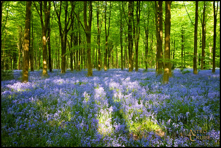 Bluebells at West Woods 047