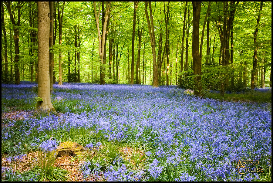 Bluebells at West Woods 054